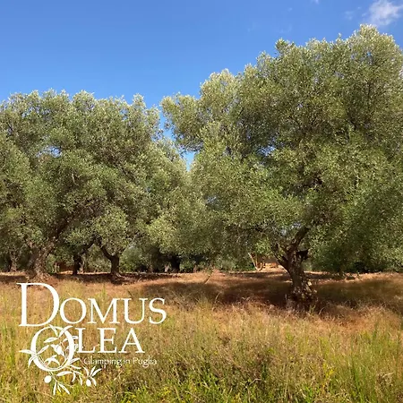 Domus Olea Glamping Luxe tent *