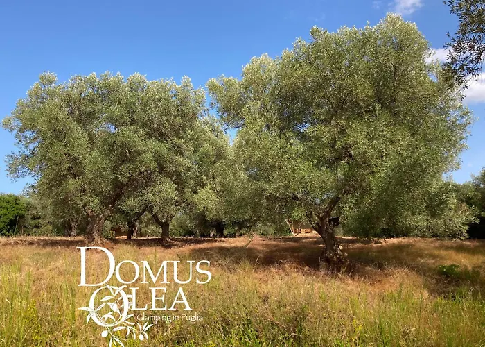 Domus Olea Glamping Luxussátor *